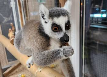 Lemur Katta, samiec