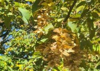 Klon zwyczajny, klon jawor i klon polny Zbiór 2025