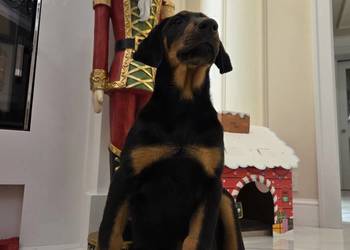 Sprzedam sunie rasy Doberman