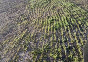 Usługa siewu I podsiewu traw siewnikiem talerzowym vredo