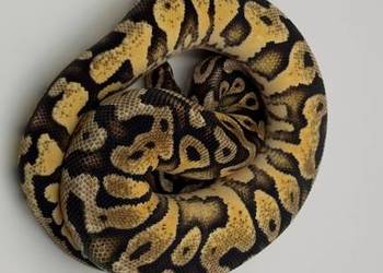 Pastel Orange dream Yellow belly samica Pyton królewski/regius wąż gad