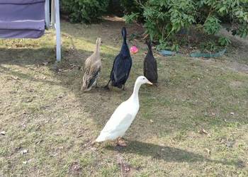 Jaja lęgowe kaczka biegus