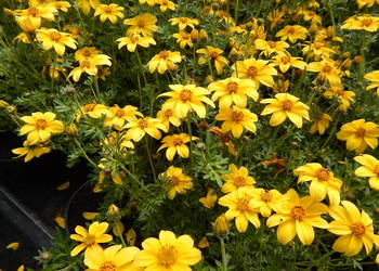 Rozsady kwiatów warzyw aksamitka bacopa dalie truskawki kapusta sałata