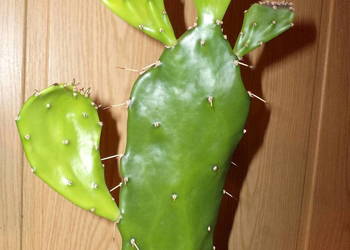 opuncja, kaktus, kwiat doniczkowy