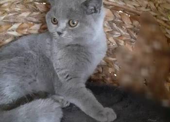 Kot brytyjski niebieski bicolor