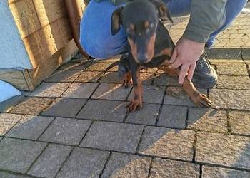 Sprzedam doberman suczka brązowa i czarna
