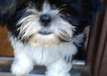 Shih tzu dziewczynka