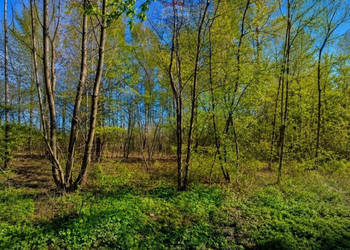 WYJĄTKOWA DZIAŁKA Z WZ 3204 m2 | GRABÓW NAD PILICĄ
