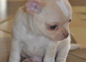 CHIHUAHUA ŚLICZNY MALUTKI PIESIO