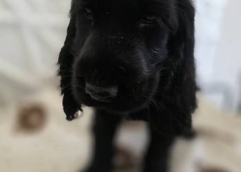 Cocker spaniel angielski pieski i sunie