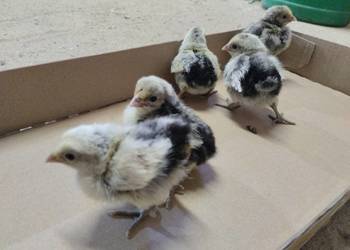 Pisklęta kurczęta ayam cemani, vorwerk, hamburskie, lakenfelder, hiszpanka