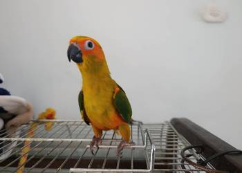 Sprzedam papugi Aleksandretty obrożne G/O