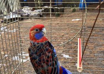 Rozella królewska samiec