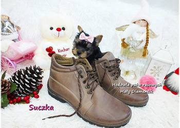 Mini XS !! Malutka Suczka Yorkshire Terrier Do REZERWACJI !!