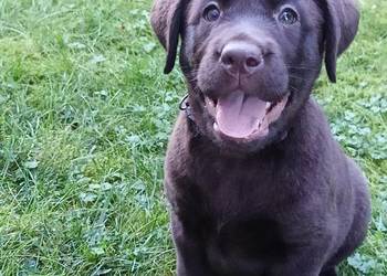 Labrador Retriever Czekoladowa Suczka Zkwp/FCI