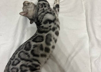 Bengal Blanco – 5 miesięczny kocur, Silver Spotted Tabby z rodowodem