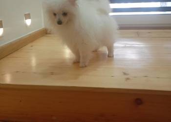 Szpic miniaturowy/Pomeranian