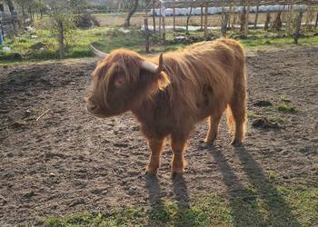 Bydło highland cattle