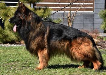 Owczarek niemiecki długowłosy ZKwP FCI