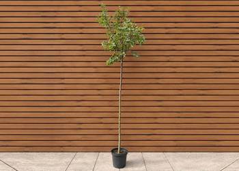 Lipa drobnolistna 'Greenspire', wys. 230 cm