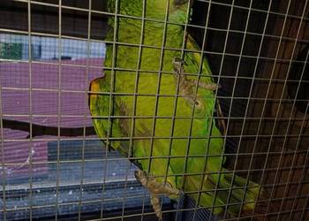 Amazonka niebieskoczelna