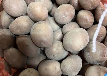 Ziemniak, odmiana BIELIK, kaliber 50 - 55mm, rok po centrali. Cena 1kg.