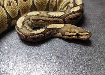 Pyton Królewski samica