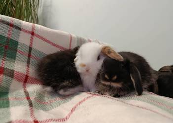 Króliczki mini lop domowa hodowla