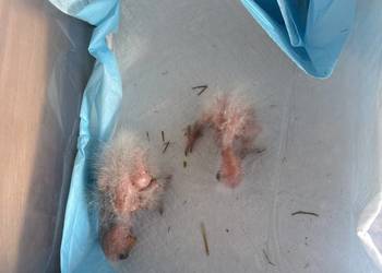 Sprzedam papugi - nimfy i rozelle