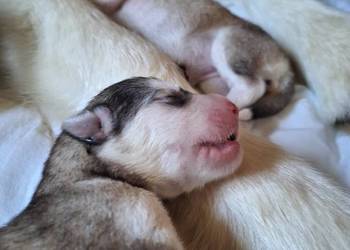 Alaskan Malamute FCI / ZKwP