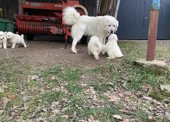 Owczarki podhalańskie, szczeniaki