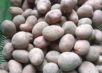 ziemniaki czerwone red leidy i Baltic rose sadzeniaki