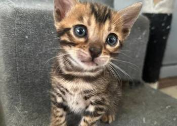 Sprzedam kotki Bengalskie