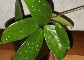 Hoya, hoja nr 1, roślina rosnąca