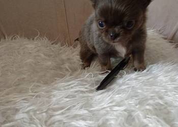 Błękitny długowłosy chihuahua