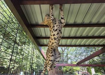 Serwal sawannowy, serval, kot egzotyczny, samiec