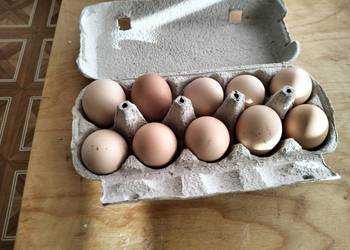 Sprzedam jajka wiejskie