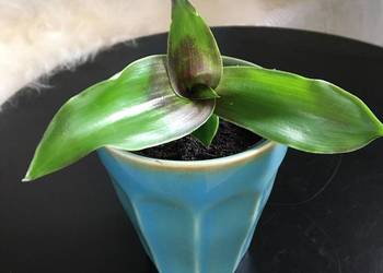 Złoty wąs callisia fragrans