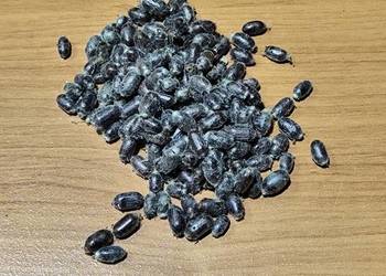 Murarka ogrodowa kokony zapylanie pszczoły