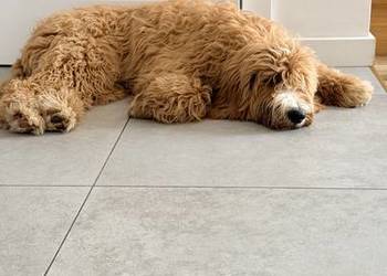 Goldendoodle Standard F1B