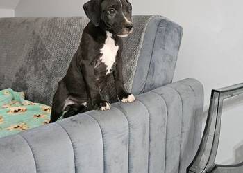 Piesek American Pit Bull Terrier