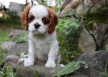 Cavalier King Charles Spaniel dziewczynka