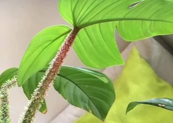 Filodendron Squamiferum roślina domowa