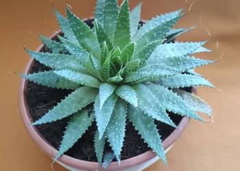 Aloes ościsty roślina doniczkowa śr.17cm.Kwiaty domowe.