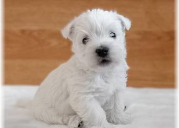 West Highland White Terrier  |  ZKwP FCI suczka