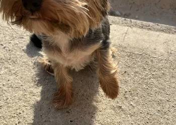 yorkshire terrier - pies