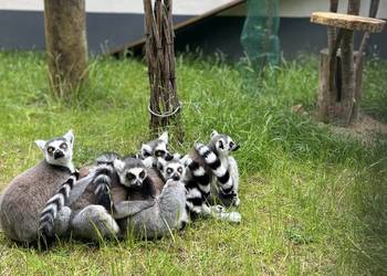 Lemur Katta samica 12lat