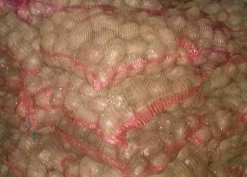 Ziemniaki  do sadzenia Gala