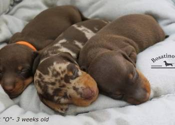 Jamnik krótkowłosy króliczy/min. (ZKwP/FCI)