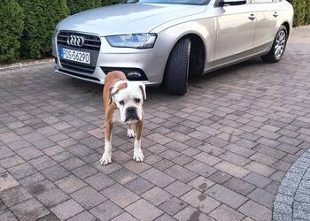 Audi a4 b8 Audi a4 b8